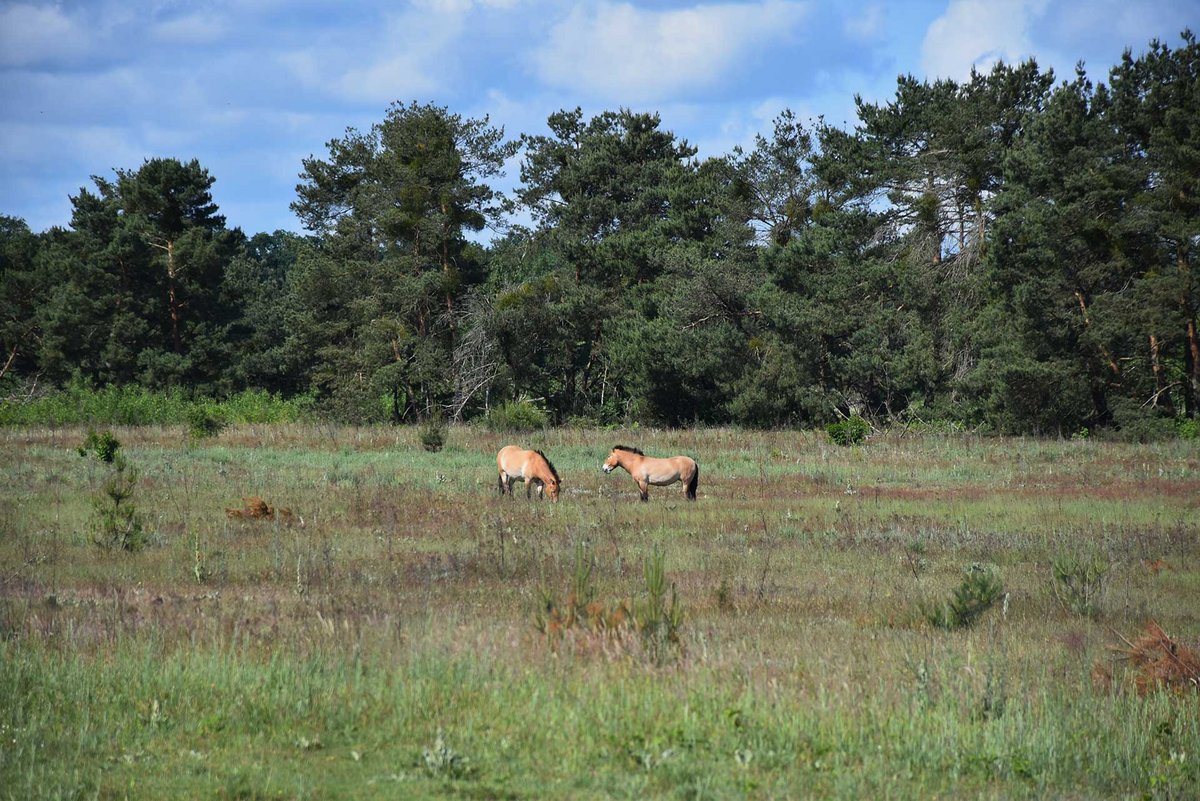 wildpferde in babenhausen